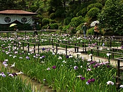 大安禅寺の花菖蒲の画像