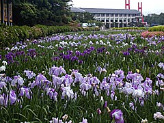 北潟湖の花菖蒲園の画像