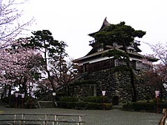 桜の丸岡城の画像
