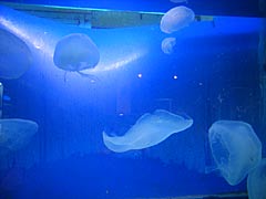 越前松島水族館本館　クラゲの画像