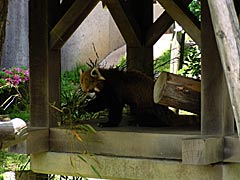 西山公園の動物園の画像