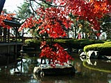 西山公園の紅葉の画像　福井県の観光地