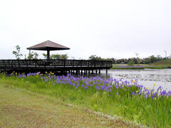 眉丈台地自然緑地公園の菖蒲が綺麗な池の画像