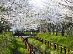 北部公園の桜の画像