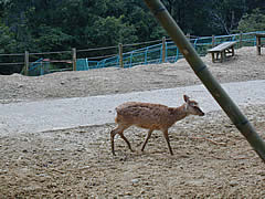 石川県森林公園の鹿の画像