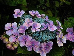 のと蘭ノ国の紫陽花の画像