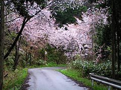 眉丈が丘の桜の画像
