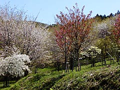 碁石ヶ峰の桜の画像