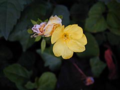 �k�������̃I�I�}�c���C�O�T�̉摜