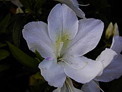 �k�������̃c�c�W�̉摜