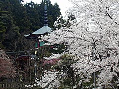医王寺の桜の画像