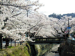 熊坂川河畔の桜の画像