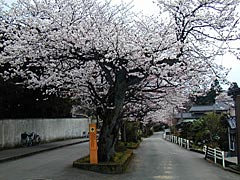 大堰宮の桜の画像