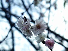 専光寺の冬桜の画像