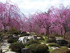 羽咋市千路町（ちじ）の古永建設庭園の桜の画像