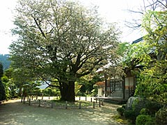 善正寺（宝達志水町）の桜の画像