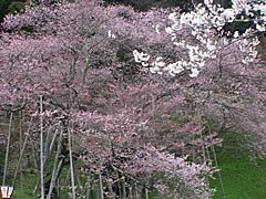臥龍桜の画像