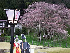 臥龍桜の画像
