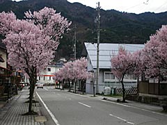 飛騨一ノ宮駅前の桜並木の画像