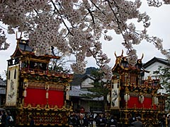 古川祭の曳き揃えと桜の画像
