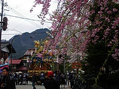 古川祭の曳き揃えと桜の画像