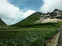 乗鞍岳畳平の花畑の画像