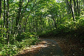 鍋平高原の散策路の画像