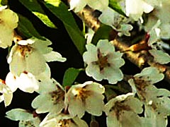 庄川桜の画像