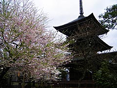 飛騨国分寺の三重搭と桜の画像