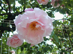 金沢南総合運動公園バラ園のバラの画像