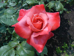 金沢南総合運動公園バラ園の薔薇の画像