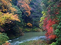 鶴仙渓の紅葉の画像