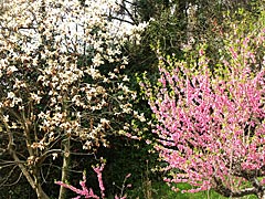 小坂町と御所町の桜と桃、梅との競演の画像