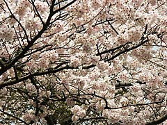 石川県教育センターの桜の画像