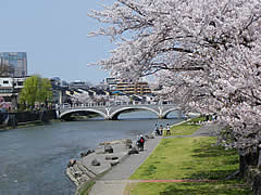 浅野川河川敷の桜の画像