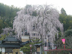 �쑽�Ɓi�F�m�C�j�̍��̉摜
