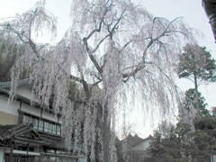 �쑽�Ɓi�F�m�C�j�̍��̉摜
