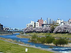 犀川河川敷の桜の画像