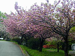 卯辰山の豊国神社近くの八重桜の画像