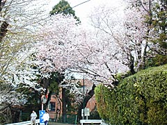 卯辰山工芸工房付近の桜の画像 