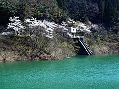 我谷ダム（加賀市）の桜の画像
