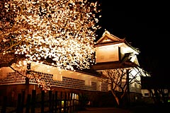 金沢城公園の桜のライトアップの画像