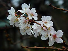 兼六園の冬桜の画像