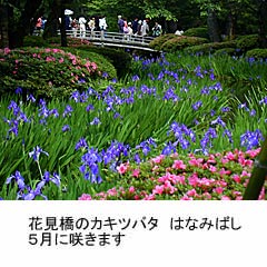 ���Z���̃J�L�c�o�^�̉摜