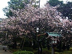 兼六園の冬桜（10月から4月初旬）の画像