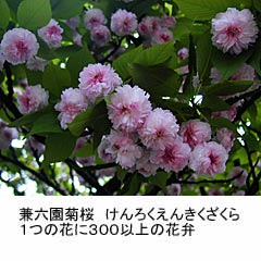 ���Z���̋e���̉摜