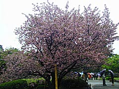 �F�J���̉摜�@���Z��