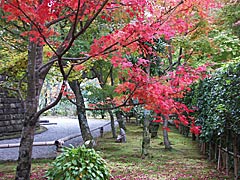 化野念仏寺の紅葉の画像