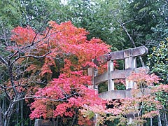 化野念仏寺の紅葉の画像