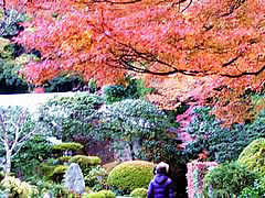 安楽寺の紅葉の画像